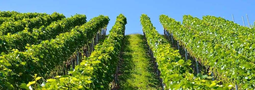 Comment acheter un vignoble à Saint-Tropez ?